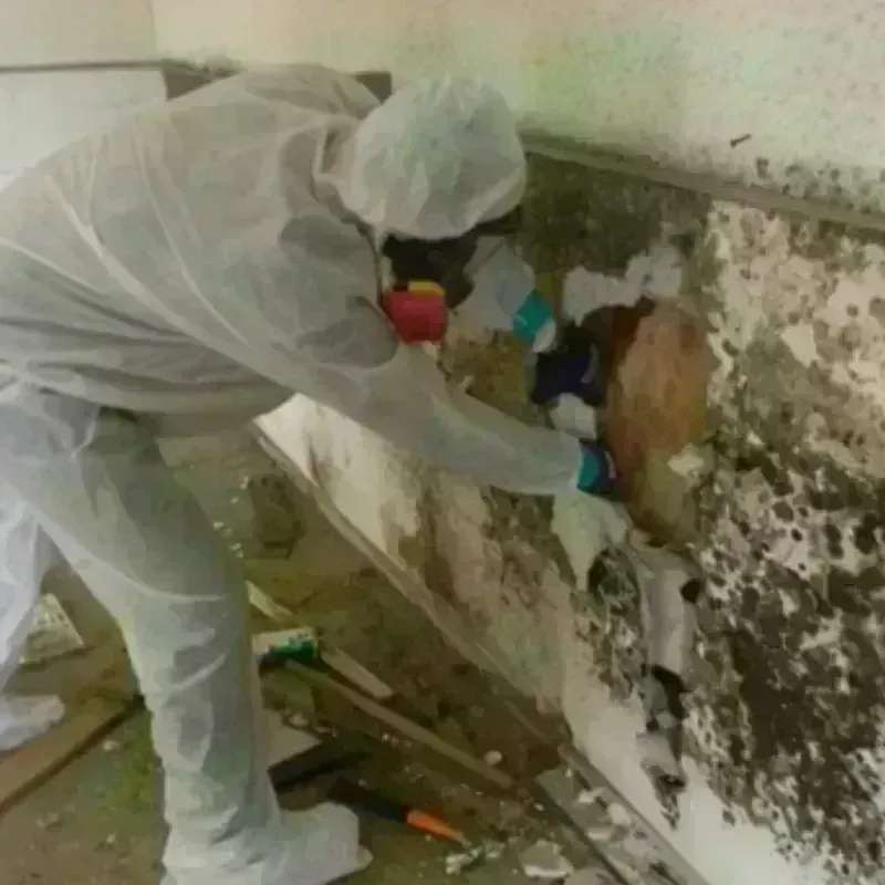 Mold Remediation and Removal in Noble, OK